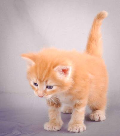 Description: J:\Pictures\K-kull\K-kull_4weeks\20101129_K-kull_4weeks_029.jpg