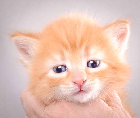 Description: J:\Pictures\K-kull\K-kull_4weeks\20101129_K-kull_4weeks_028.jpg