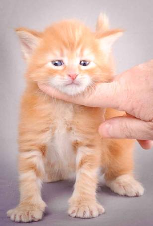 Description: J:\Pictures\K-kull\K-kull_4weeks\20101129_K-kull_4weeks_026.jpg