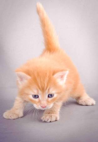 Description: J:\Pictures\K-kull\K-kull_4weeks\20101129_K-kull_4weeks_025.jpg