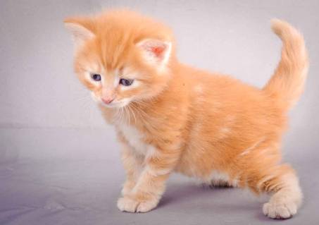 Description: J:\Pictures\K-kull\K-kull_4weeks\20101129_K-kull_4weeks_030.jpg