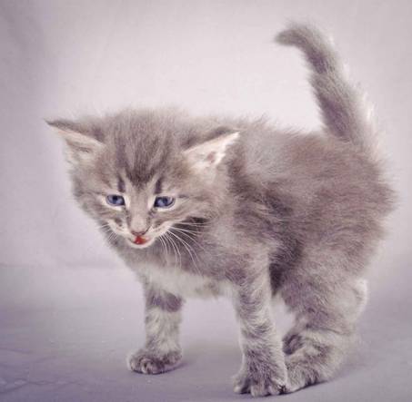 Description: J:\Pictures\K-kull\K-kull_4weeks\20101129_K-kull_4weeks_035.jpg