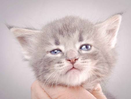 Description: J:\Pictures\K-kull\K-kull_4weeks\20101129_K-kull_4weeks_034.jpg