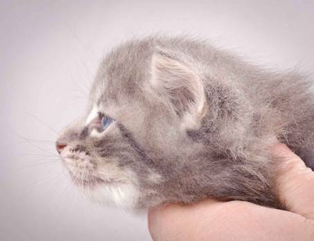 Description: J:\Pictures\K-kull\K-kull_4weeks\20101129_K-kull_4weeks_033.jpg