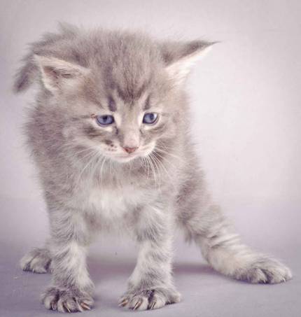 Description: J:\Pictures\K-kull\K-kull_4weeks\20101129_K-kull_4weeks_031.jpg