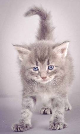 Description: J:\Pictures\K-kull\K-kull_4weeks\20101129_K-kull_4weeks_036.jpg