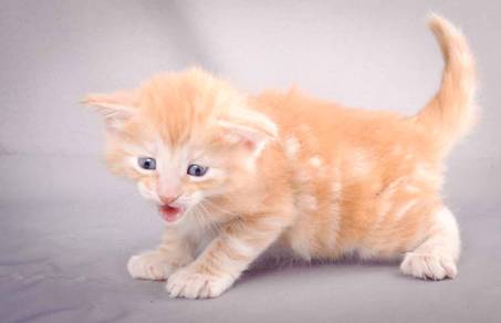 Description: J:\Pictures\K-kull\K-kull_4weeks\20101129_K-kull_4weeks_041.jpg