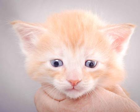 Description: J:\Pictures\K-kull\K-kull_4weeks\20101129_K-kull_4weeks_040.jpg