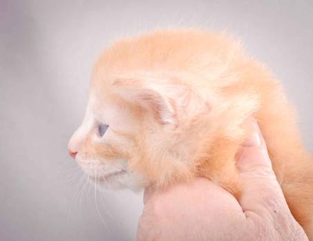 Description: J:\Pictures\K-kull\K-kull_4weeks\20101129_K-kull_4weeks_039.jpg