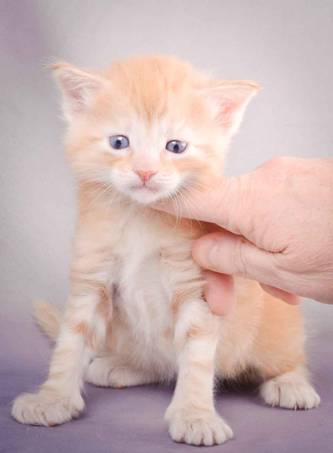 Description: J:\Pictures\K-kull\K-kull_4weeks\20101129_K-kull_4weeks_038.jpg