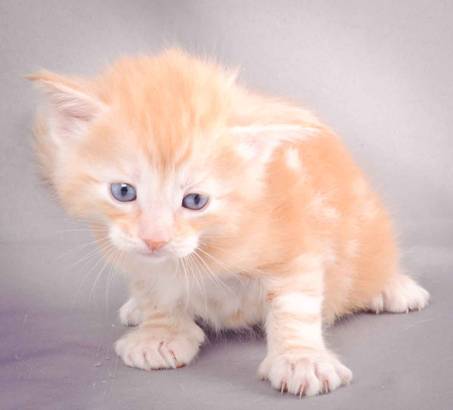 Description: J:\Pictures\K-kull\K-kull_4weeks\20101129_K-kull_4weeks_037.jpg