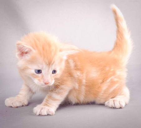 Description: J:\Pictures\K-kull\K-kull_4weeks\20101129_K-kull_4weeks_042.jpg