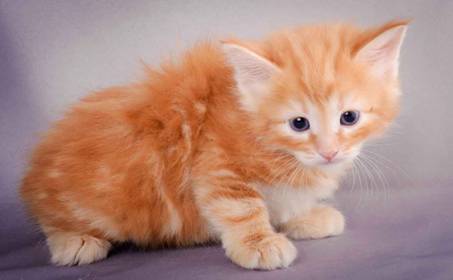 Description: J:\Pictures\K-kull\K-kull_5_weeks\20101206_K-kull_5_weeks_0012.jpg