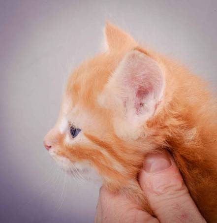 Description: J:\Pictures\K-kull\K-kull_5_weeks\20101206_K-kull_5_weeks_0011.jpg