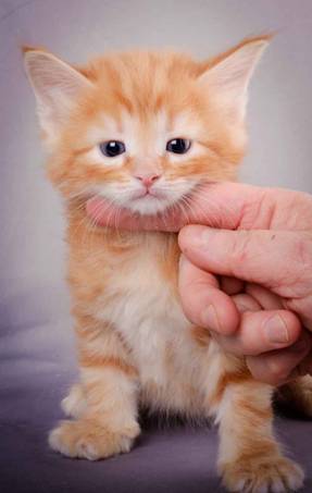 Description: J:\Pictures\K-kull\K-kull_5_weeks\20101206_K-kull_5_weeks_0008.jpg