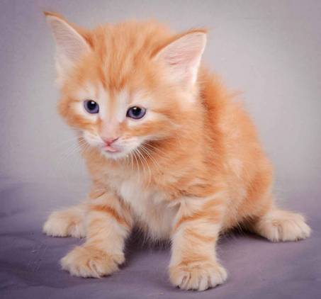 Description: J:\Pictures\K-kull\K-kull_5_weeks\20101206_K-kull_5_weeks_0006.jpg