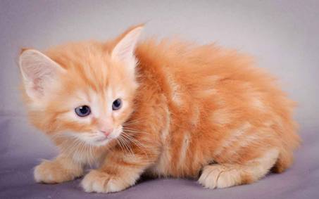 Description: J:\Pictures\K-kull\K-kull_5_weeks\20101206_K-kull_5_weeks_0004.jpg