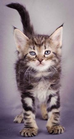 Description: J:\Pictures\K-kull\K-kull_5_weeks\20101206_K-kull_5_weeks_0044.jpg