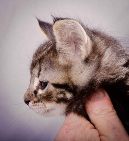 Description: J:\Pictures\K-kull\K-kull_5_weeks\20101206_K-kull_5_weeks_0042.jpg