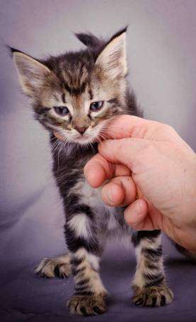 Description: J:\Pictures\K-kull\K-kull_5_weeks\20101206_K-kull_5_weeks_0039.jpg