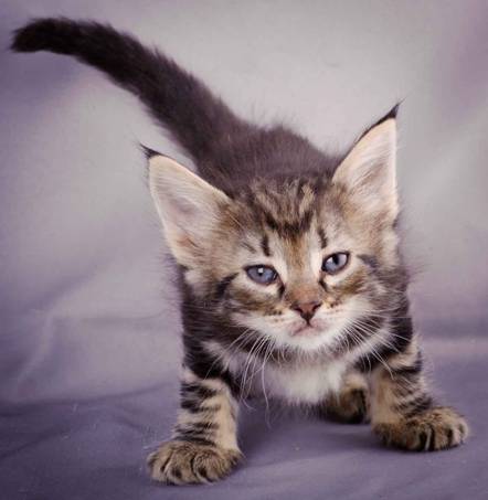 Description: J:\Pictures\K-kull\K-kull_5_weeks\20101206_K-kull_5_weeks_0036.jpg