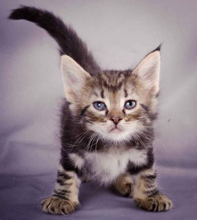 Description: J:\Pictures\K-kull\K-kull_5_weeks\20101206_K-kull_5_weeks_0035.jpg