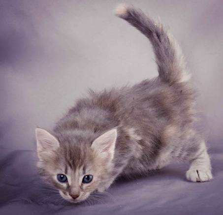 Description: J:\Pictures\K-kull\K-kull_5_weeks\20101206_K-kull_5_weeks_0031.jpg