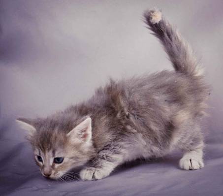 Description: J:\Pictures\K-kull\K-kull_5_weeks\20101206_K-kull_5_weeks_0029.jpg