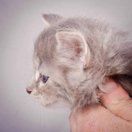 Description: J:\Pictures\K-kull\K-kull_5_weeks\20101206_K-kull_5_weeks_0026.jpg