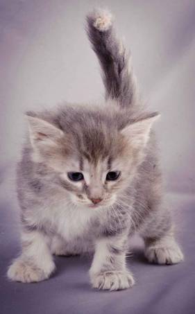 Description: J:\Pictures\K-kull\K-kull_5_weeks\20101206_K-kull_5_weeks_0022.jpg