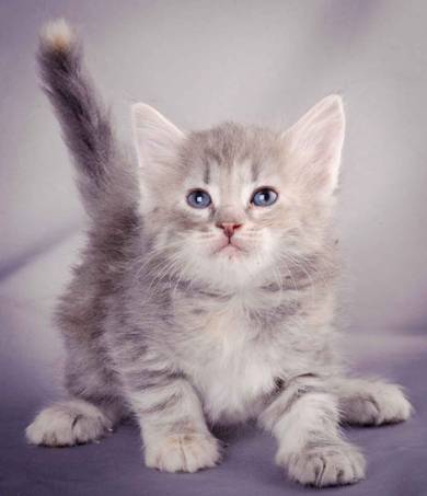 Description: J:\Pictures\K-kull\K-kull_5_weeks\20101206_K-kull_5_weeks_0021.jpg