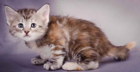 Description: J:\Pictures\K-kull\K-kull_5_weeks\20101206_K-kull_5_weeks_0059.jpg