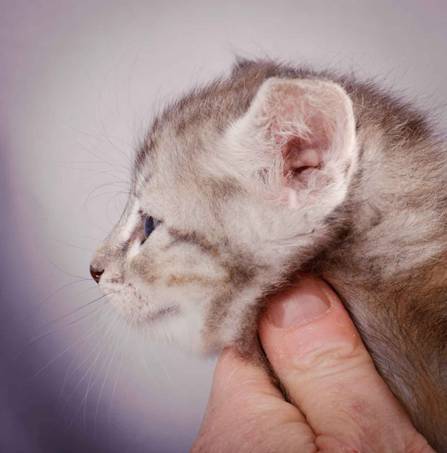 Description: J:\Pictures\K-kull\K-kull_5_weeks\20101206_K-kull_5_weeks_0058.jpg