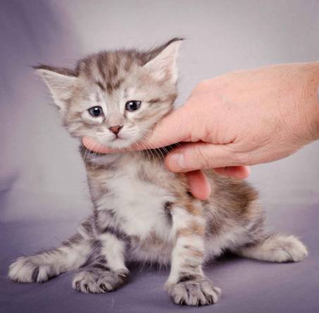 Description: J:\Pictures\K-kull\K-kull_5_weeks\20101206_K-kull_5_weeks_0057.jpg