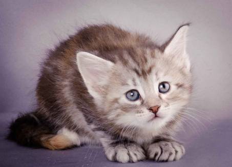 Description: J:\Pictures\K-kull\K-kull_5_weeks\20101206_K-kull_5_weeks_0056.jpg