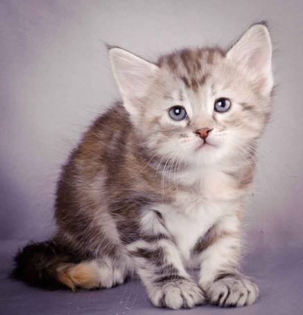 Description: J:\Pictures\K-kull\K-kull_5_weeks\20101206_K-kull_5_weeks_0054.jpg