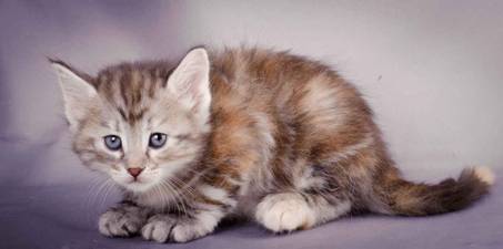 Description: J:\Pictures\K-kull\K-kull_5_weeks\20101206_K-kull_5_weeks_0062.jpg