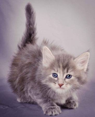 Description: J:\Pictures\K-kull\K-kull_5_weeks\20101206_K-kull_5_weeks_0079.jpg