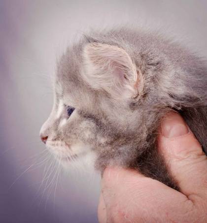 Description: J:\Pictures\K-kull\K-kull_5_weeks\20101206_K-kull_5_weeks_0073.jpg