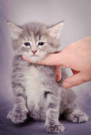 Description: J:\Pictures\K-kull\K-kull_5_weeks\20101206_K-kull_5_weeks_0072.jpg