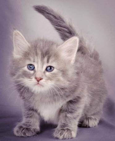 Description: J:\Pictures\K-kull\K-kull_5_weeks\20101206_K-kull_5_weeks_0066.jpg