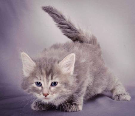 Description: J:\Pictures\K-kull\K-kull_5_weeks\20101206_K-kull_5_weeks_0064.jpg