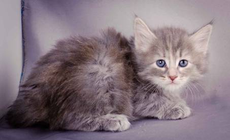 Description: J:\Pictures\K-kull\K-kull_5_weeks\20101206_K-kull_5_weeks_0082.jpg