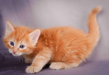 Description: J:\Pictures\K-kull\K-kull_5_weeks\20101206_K-kull_5_weeks_0093.jpg