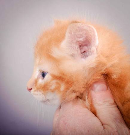 Description: J:\Pictures\K-kull\K-kull_5_weeks\20101206_K-kull_5_weeks_0089.jpg