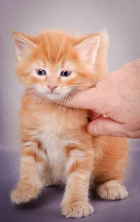 Description: J:\Pictures\K-kull\K-kull_5_weeks\20101206_K-kull_5_weeks_0088.jpg