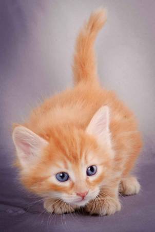 Description: J:\Pictures\K-kull\K-kull_5_weeks\20101206_K-kull_5_weeks_0087.jpg