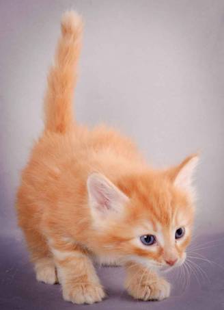 Description: J:\Pictures\K-kull\K-kull_5_weeks\20101206_K-kull_5_weeks_0084.jpg