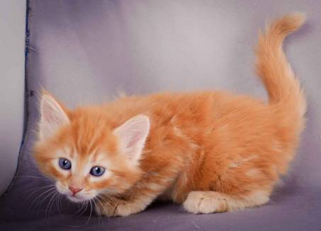 Description: J:\Pictures\K-kull\K-kull_5_weeks\20101206_K-kull_5_weeks_0094.jpg