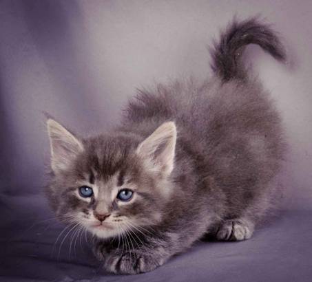 Description: J:\Pictures\K-kull\K-kull_5_weeks\20101206_K-kull_5_weeks_0105.jpg